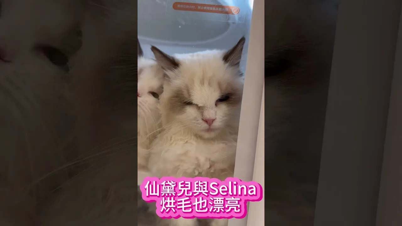 仙黛兒與Selina