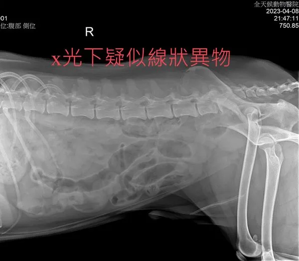 寵物急診,新竹寵物急診