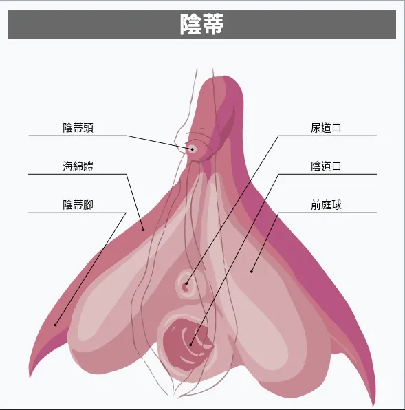 陰蒂包皮手術，女性也需要做包皮手術？｜包皮手術推薦｜泌尿科推薦｜女性泌尿科推薦