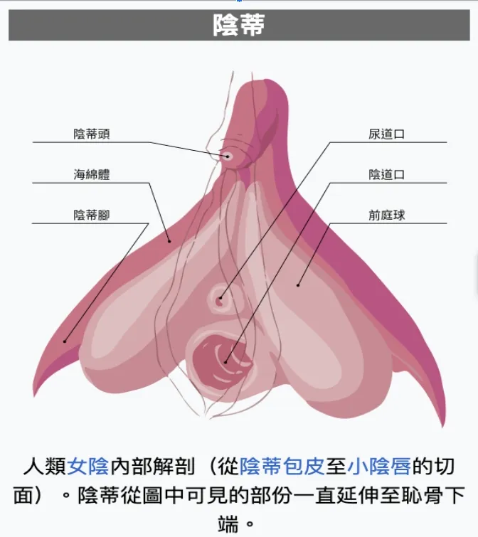 女性包皮手術