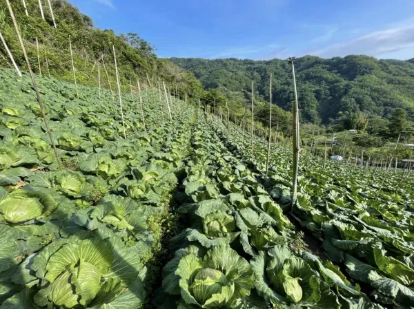 餐廳食材供應商