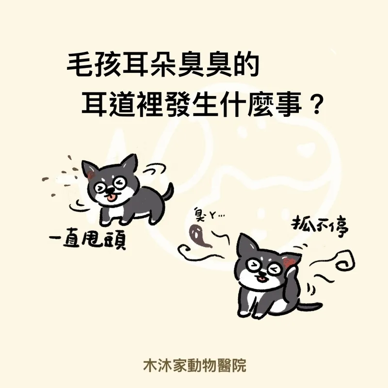 毛孩耳朵癢癢臭臭的/動物醫院,台中動物醫院