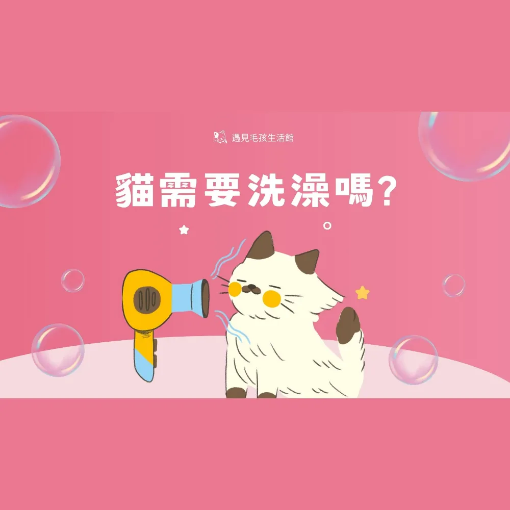 貓需要洗澡嗎｜寵物美容｜新竹寵物美容