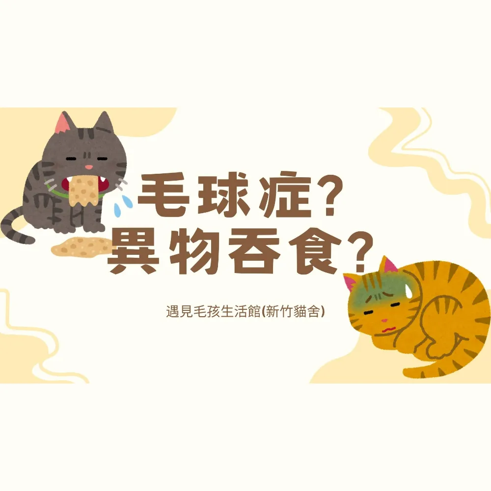 毛球症? 異物吞食?